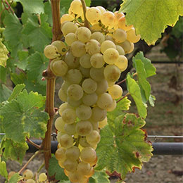 Videira de uva-de-mesa Chasselas dor